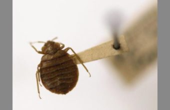 Bed Bug Infestations are Growing Rapidly