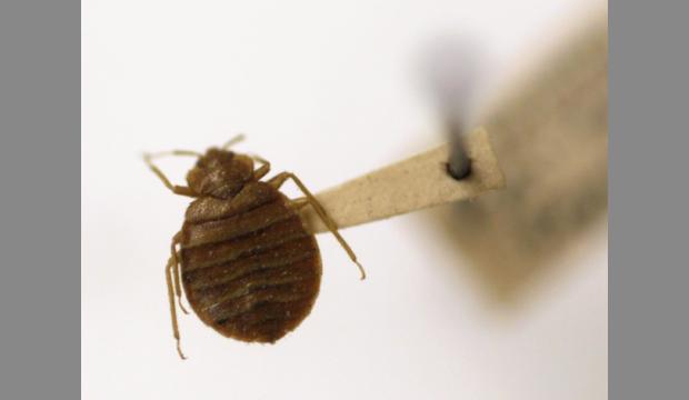 Bed Bug Infestations are Growing Rapidly