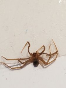 Spider F.A.Q. Answers - Brown Reclusinator - Wichita, KS