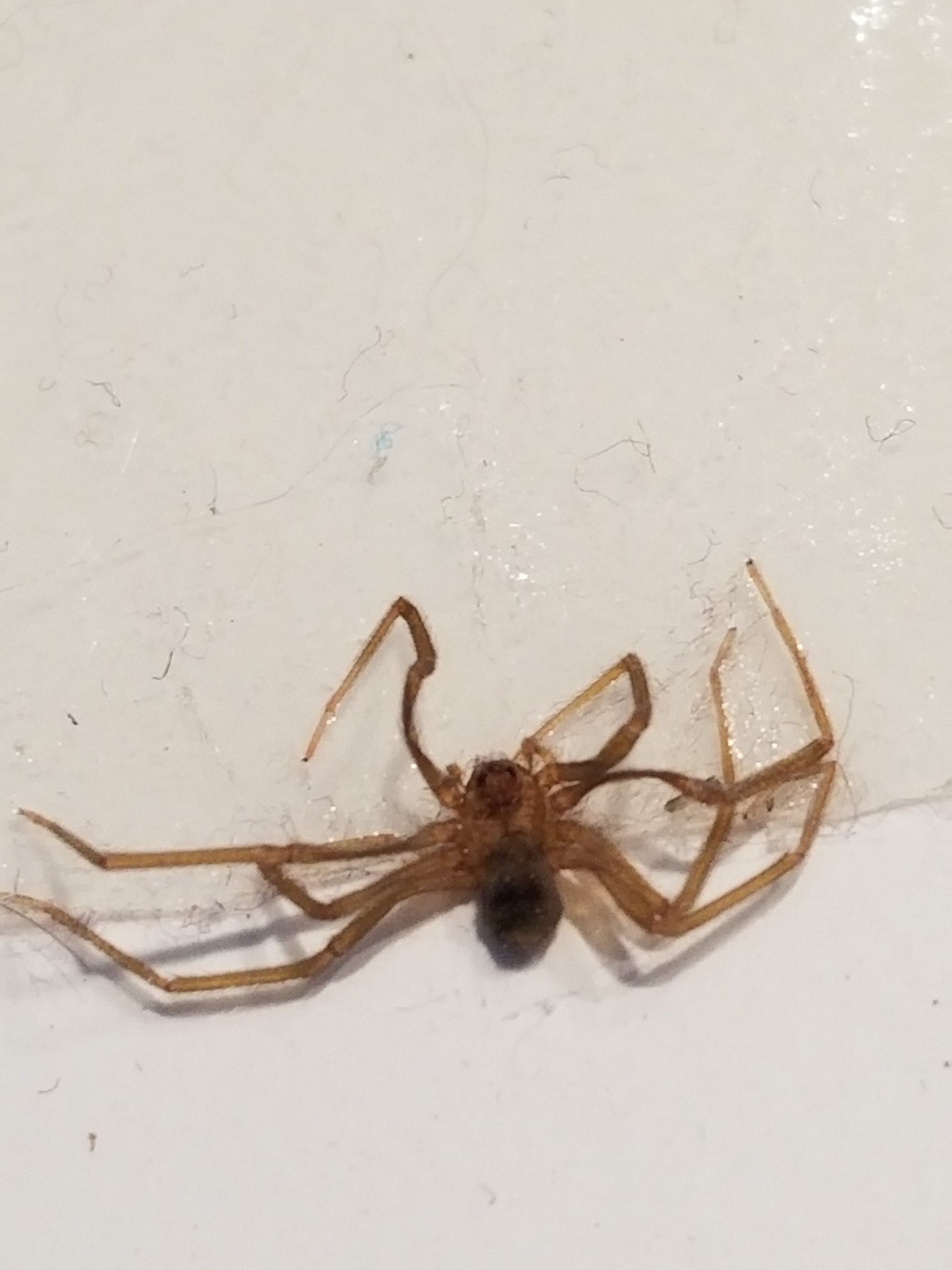 Brown Recluse Spider In Corner Bedbuginator